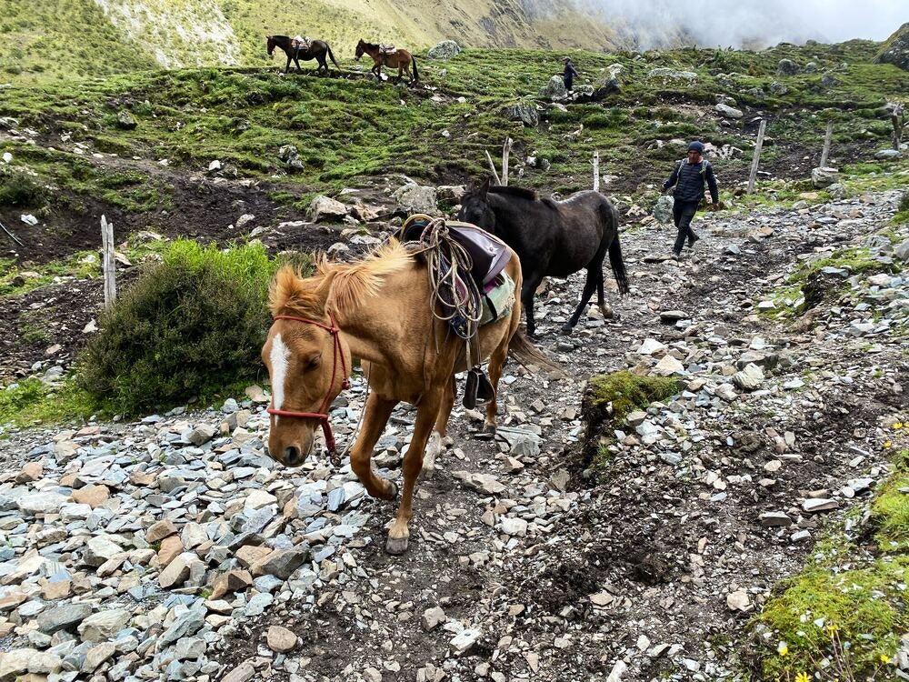 horse on salkantay trek