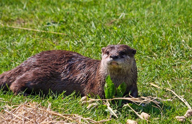 pixabay-publicdomainpictures-european-otter