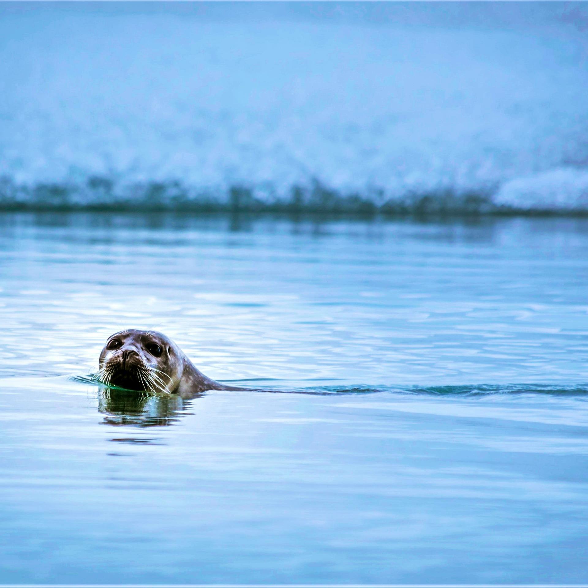 Norwegian Fjord Wildlife (seal)