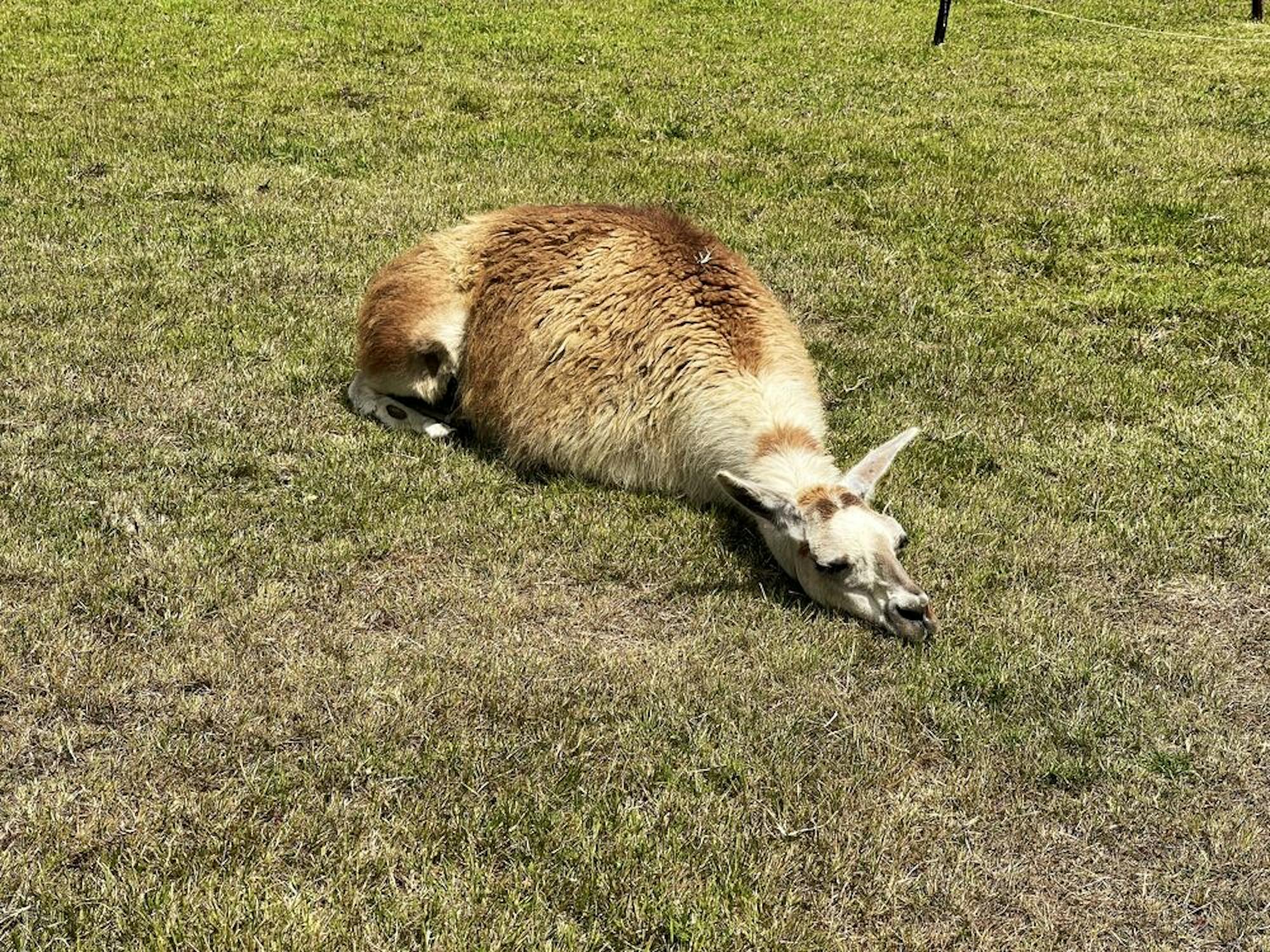 llama on the ground in machu picchu