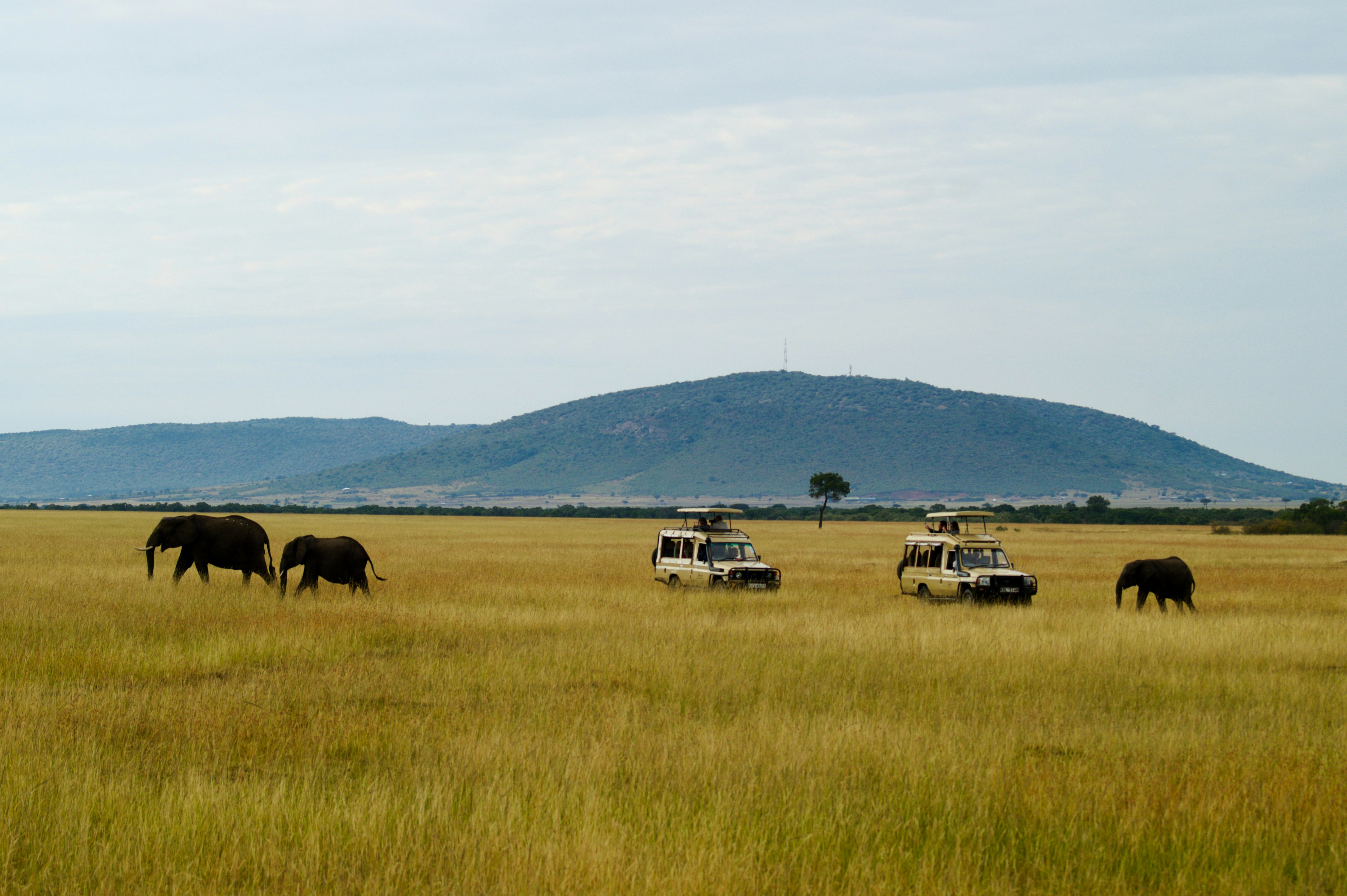 Safari in Tanzania
