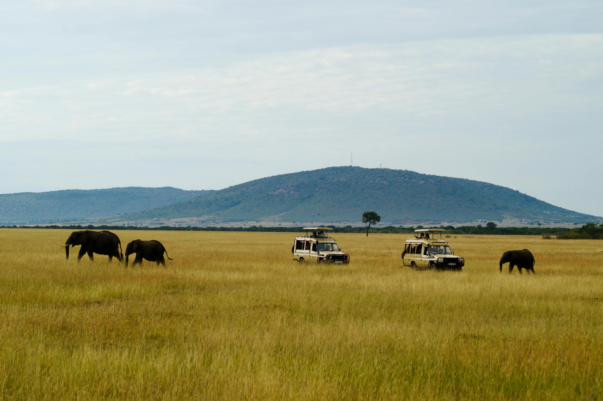 Safari in Tanzania