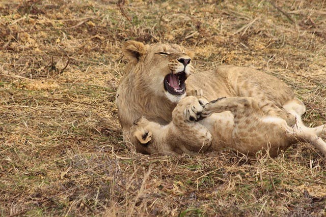 pixabay-zoosnow-lioness-and-cub-kenya