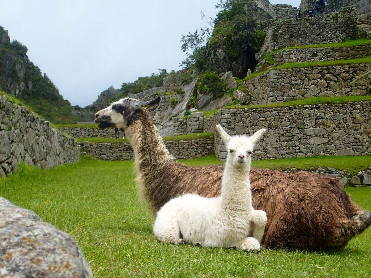 machu picchu llamas