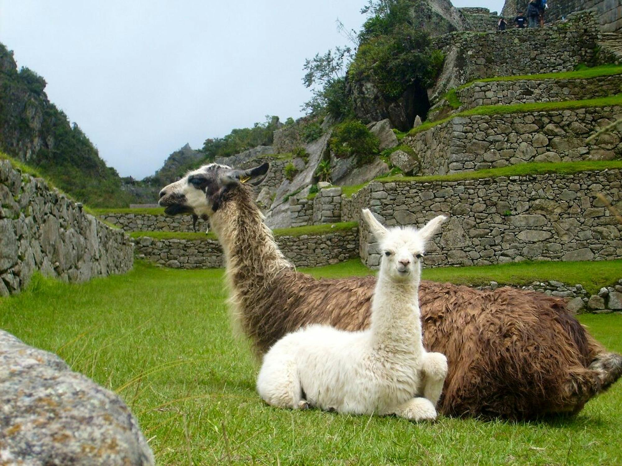 machu picchu llamas