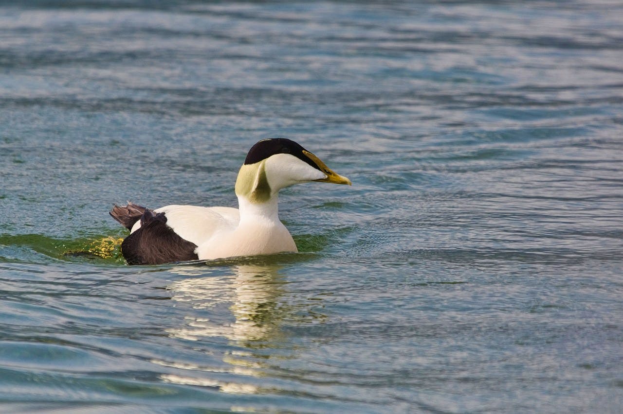 pixabay-naturepic-common-eider