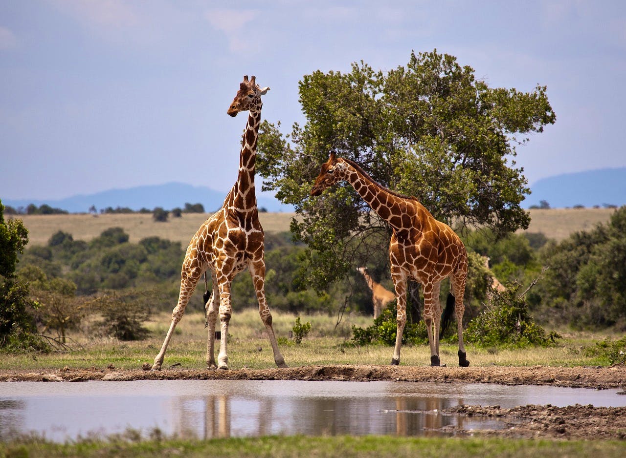 pixabay-ejakob-giraffe-kenya-safari