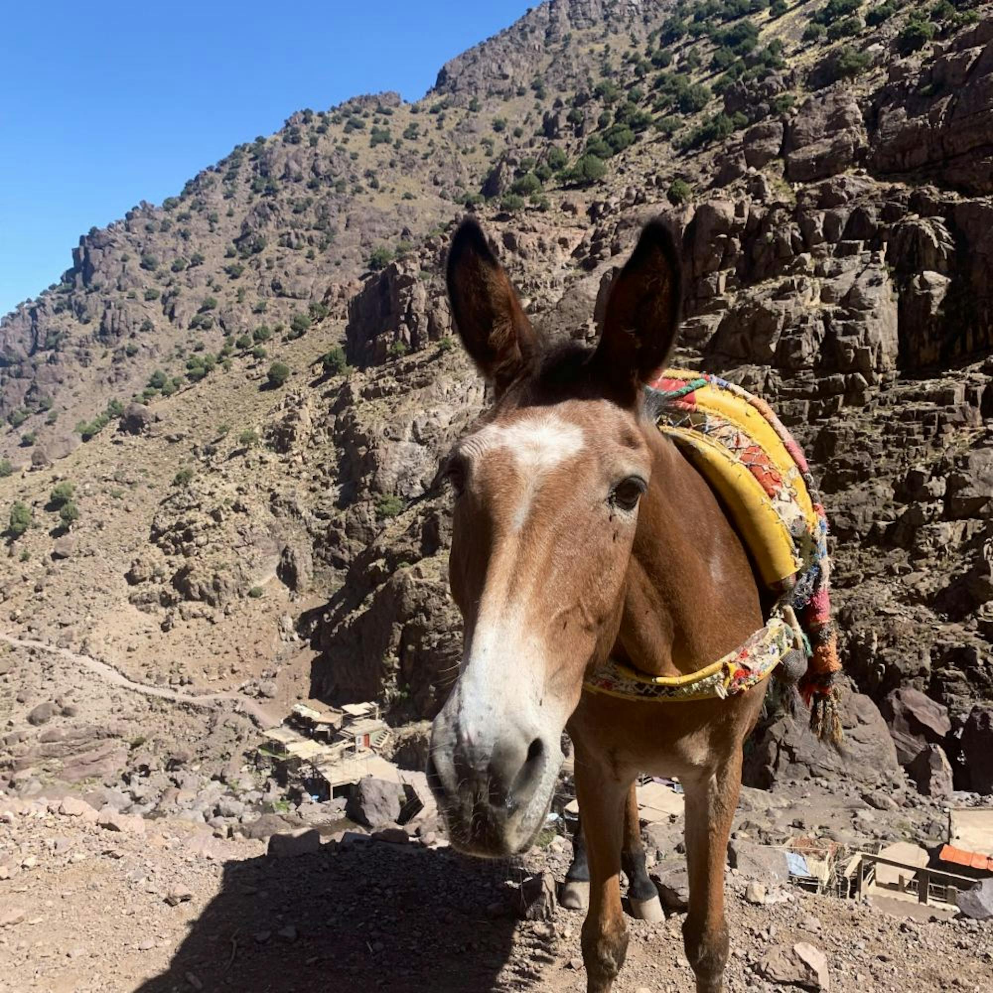 mule, atlas mountains