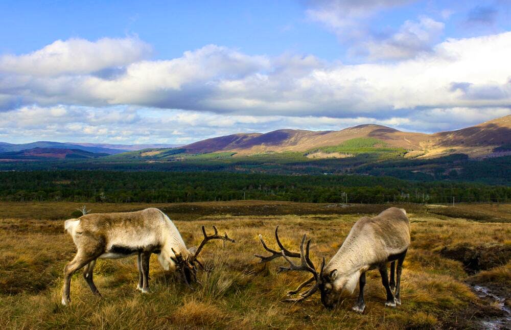 Stags on the Scottish Highlands