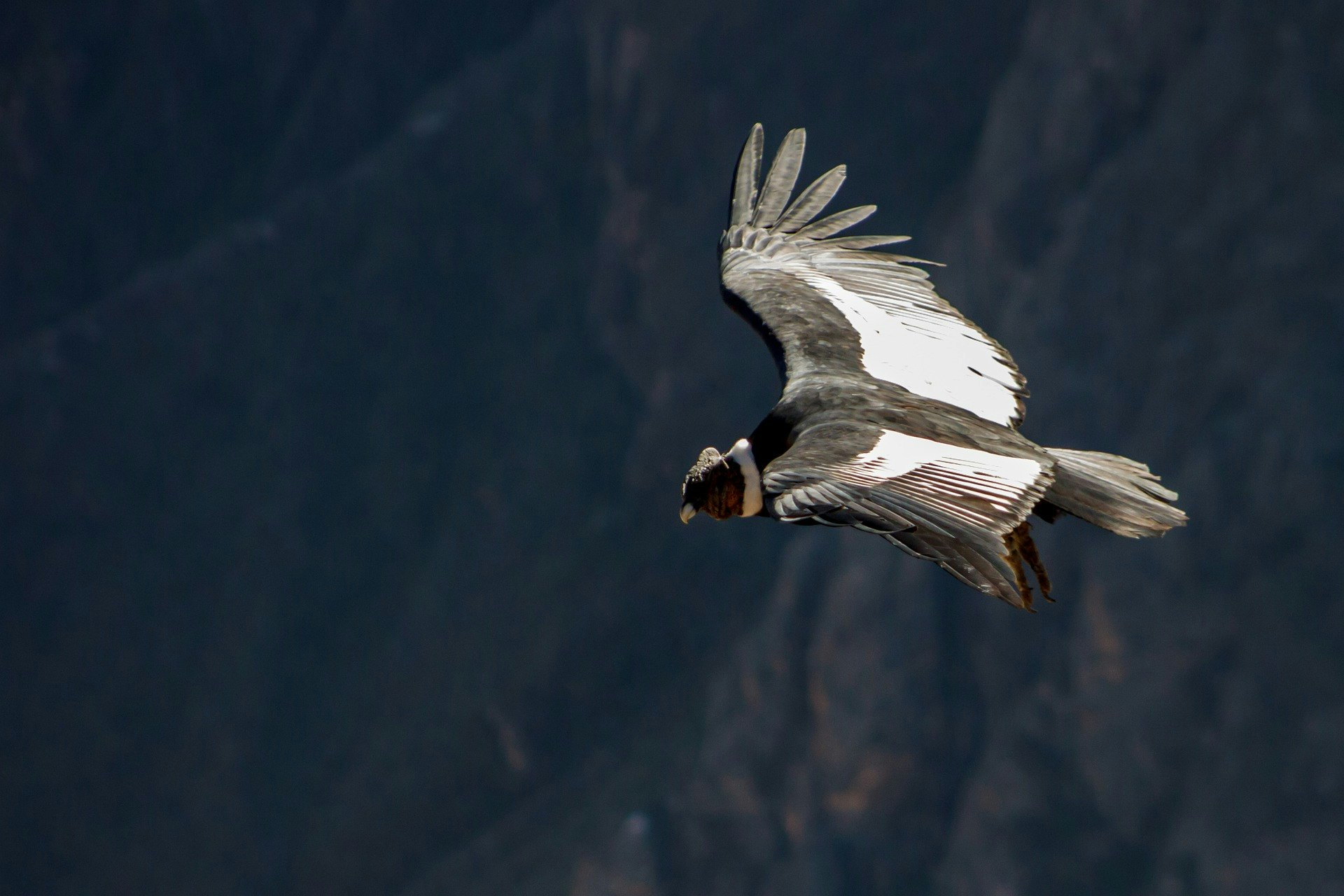 pixabay-jmarti20-andean-condor