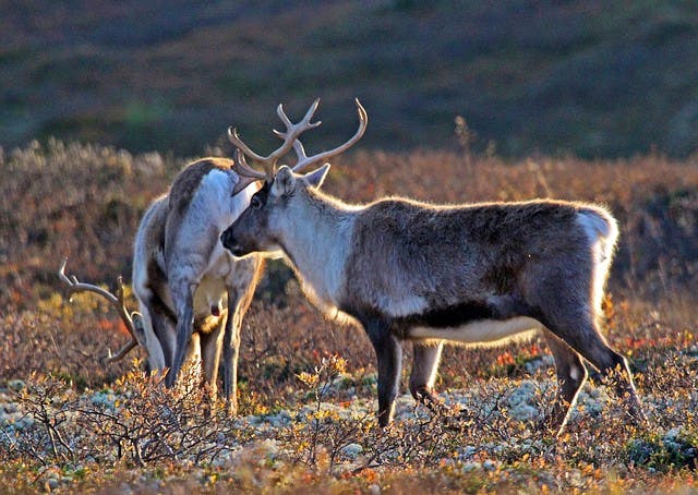 pixabay-enra-norway-reindeers