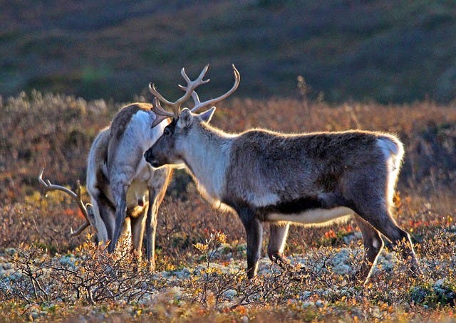 pixabay-enra-norway-reindeers