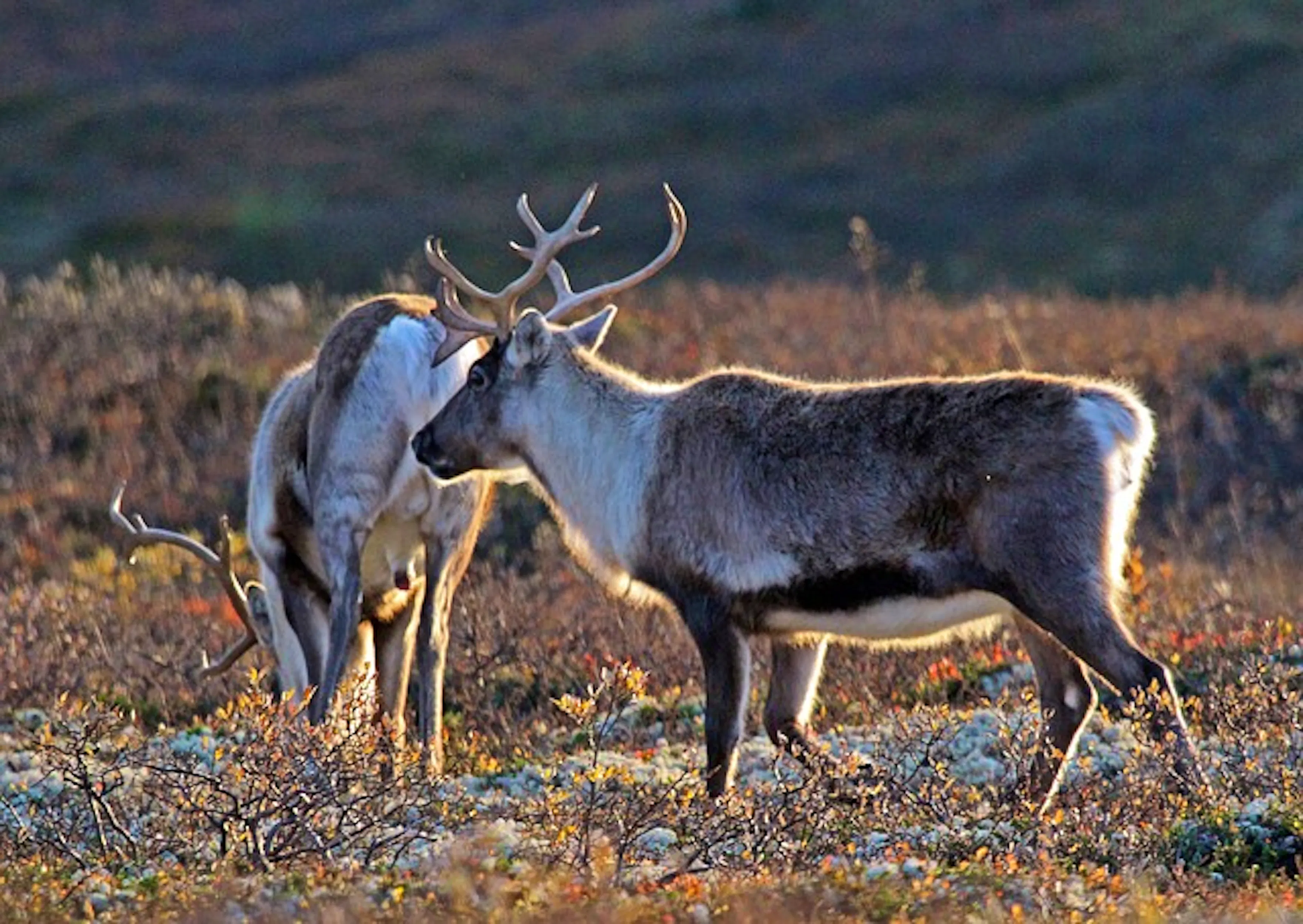 Wildlife In Norway Fjords What To See And When To See It wildlife-in-norway-fjords-what-to-see-and-when-to-see-it