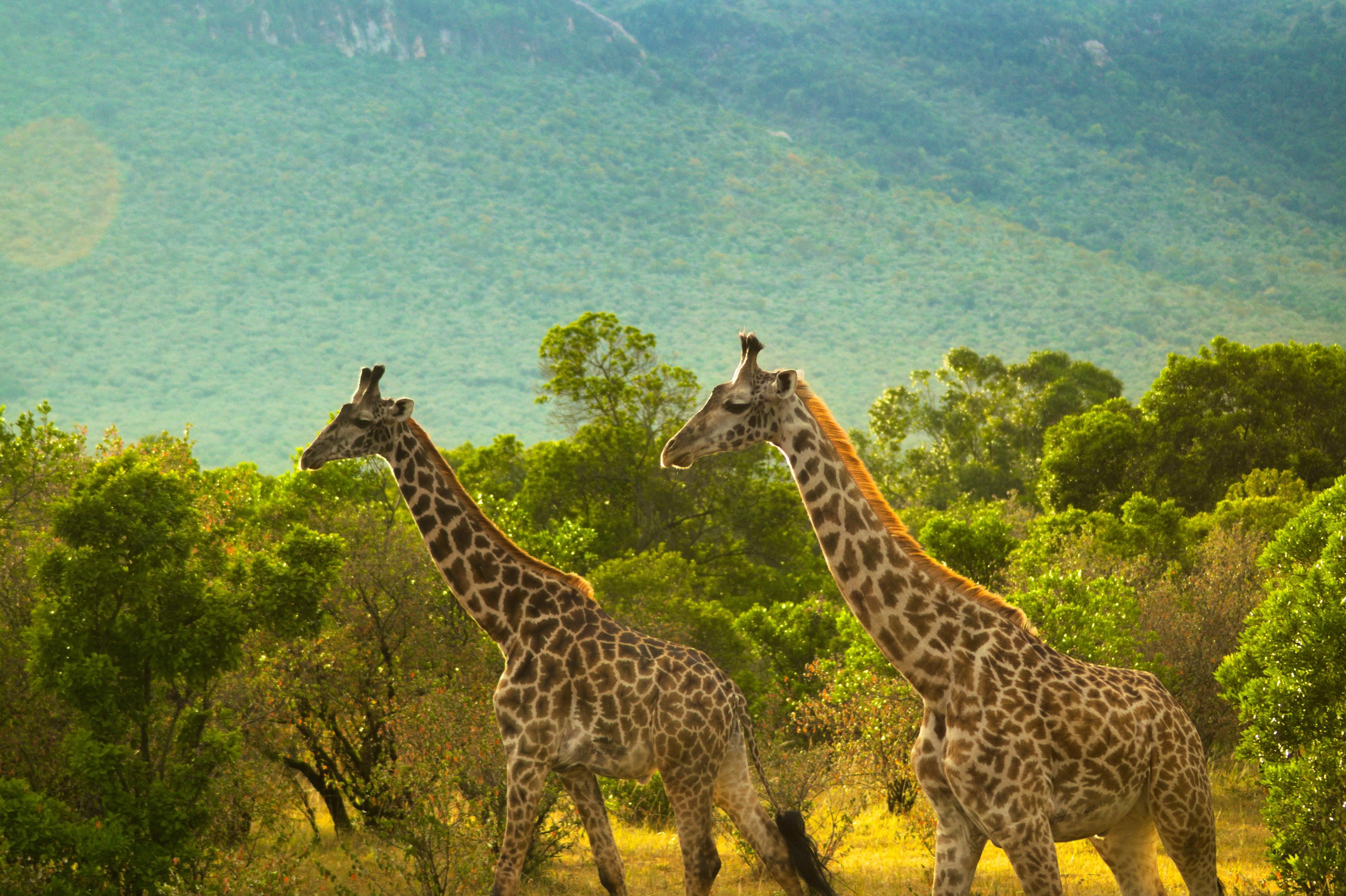 Giraffe