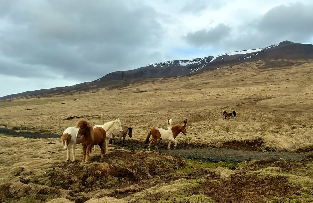 Wild animals in Iceland