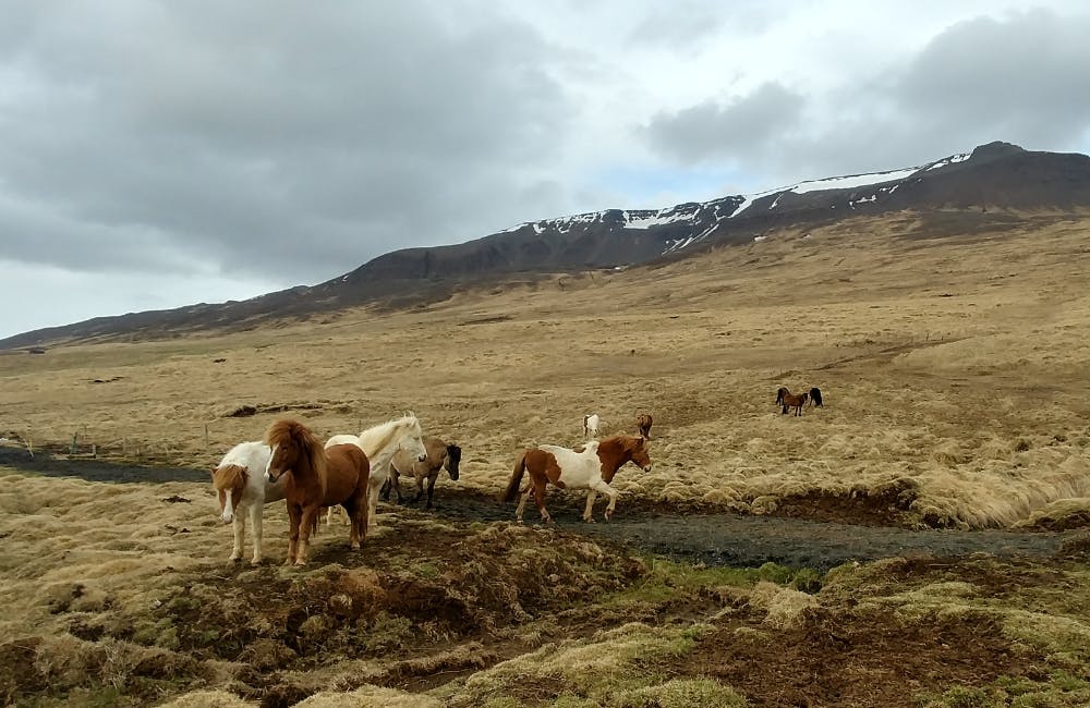 Wild animals in Iceland
