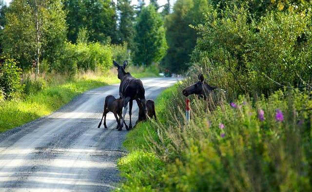 pixabay-westenbroek-moose-norway