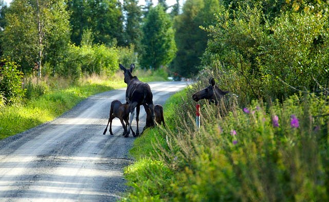 pixabay-westenbroek-moose-norway