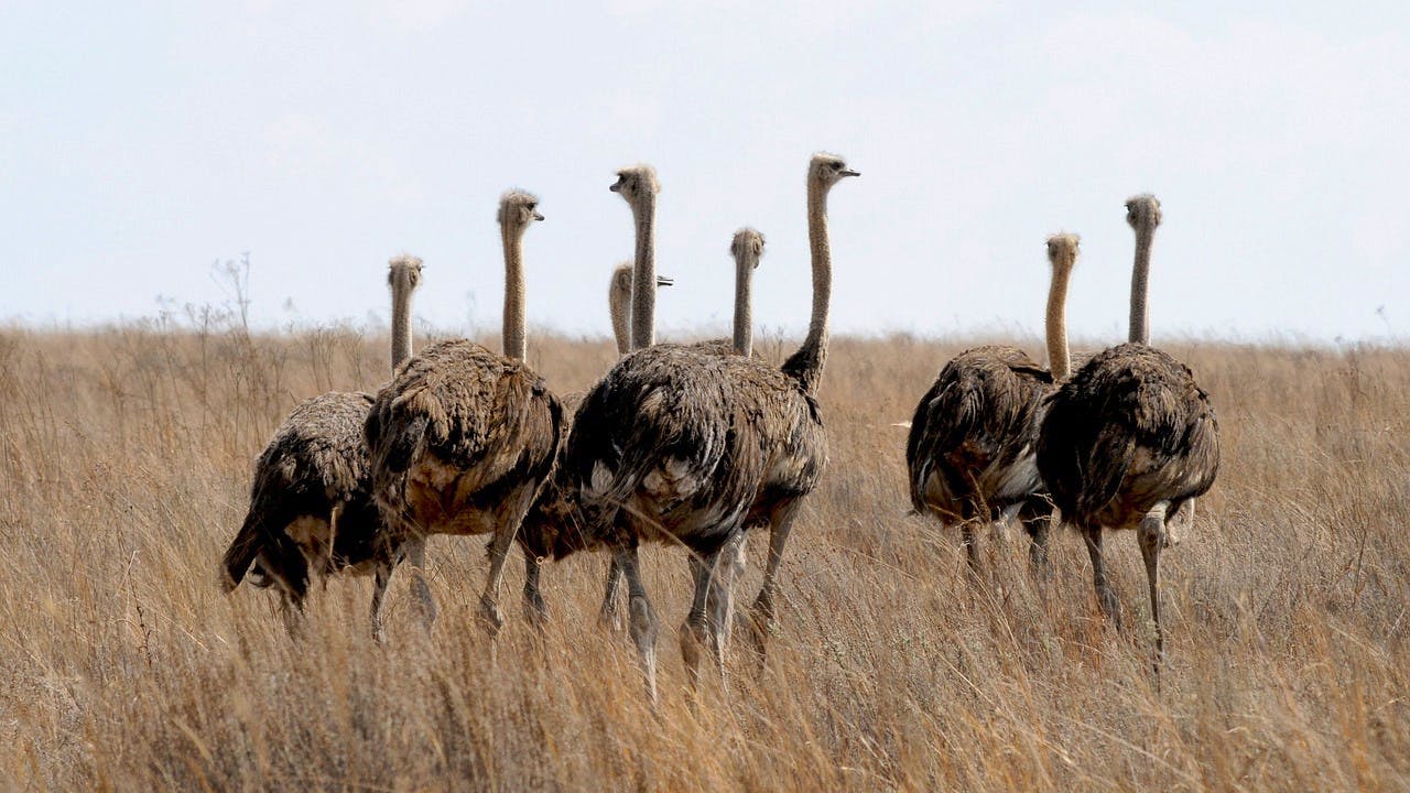 pixabay ostrich south-africa