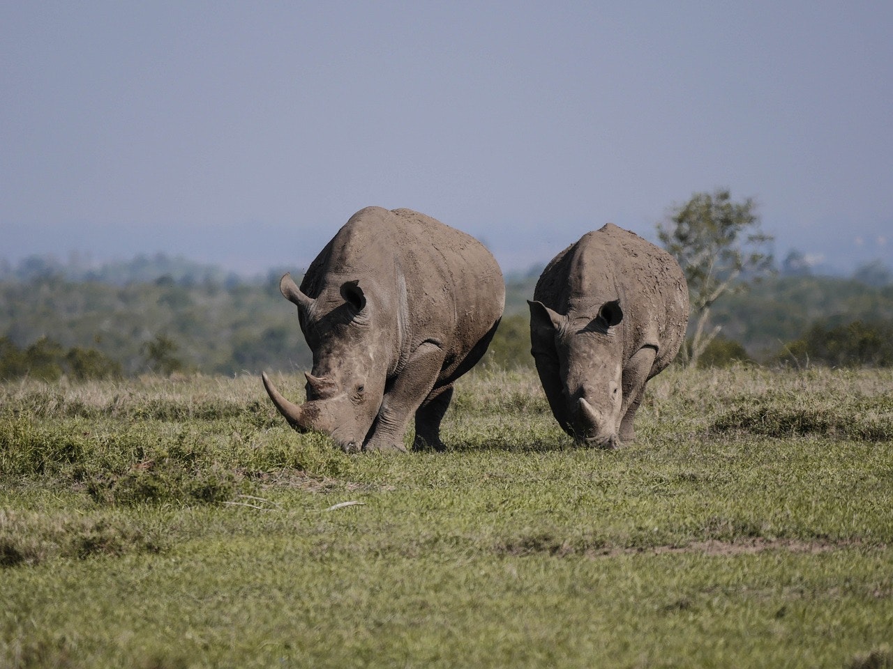 pixabay-monikap-rhinos-ol-pejeta