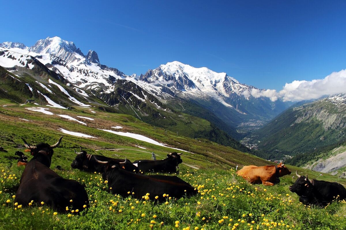 cows on alpine farming land
