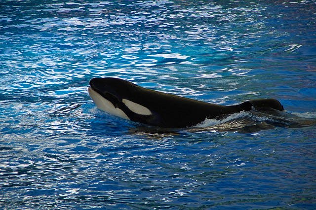 pixabay-efraimstochter-orca