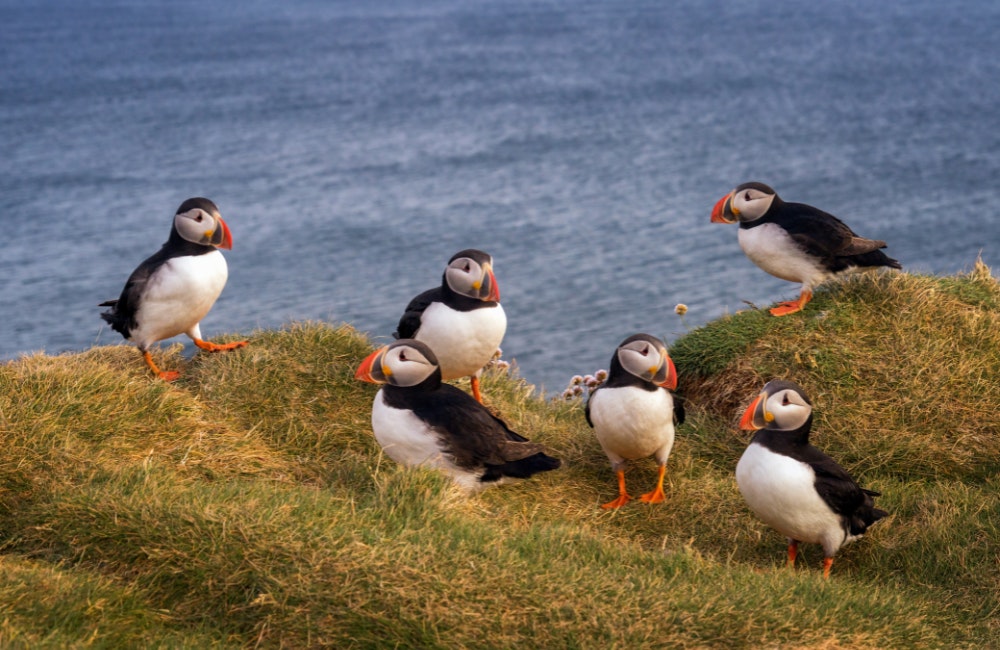 iceland puffins
