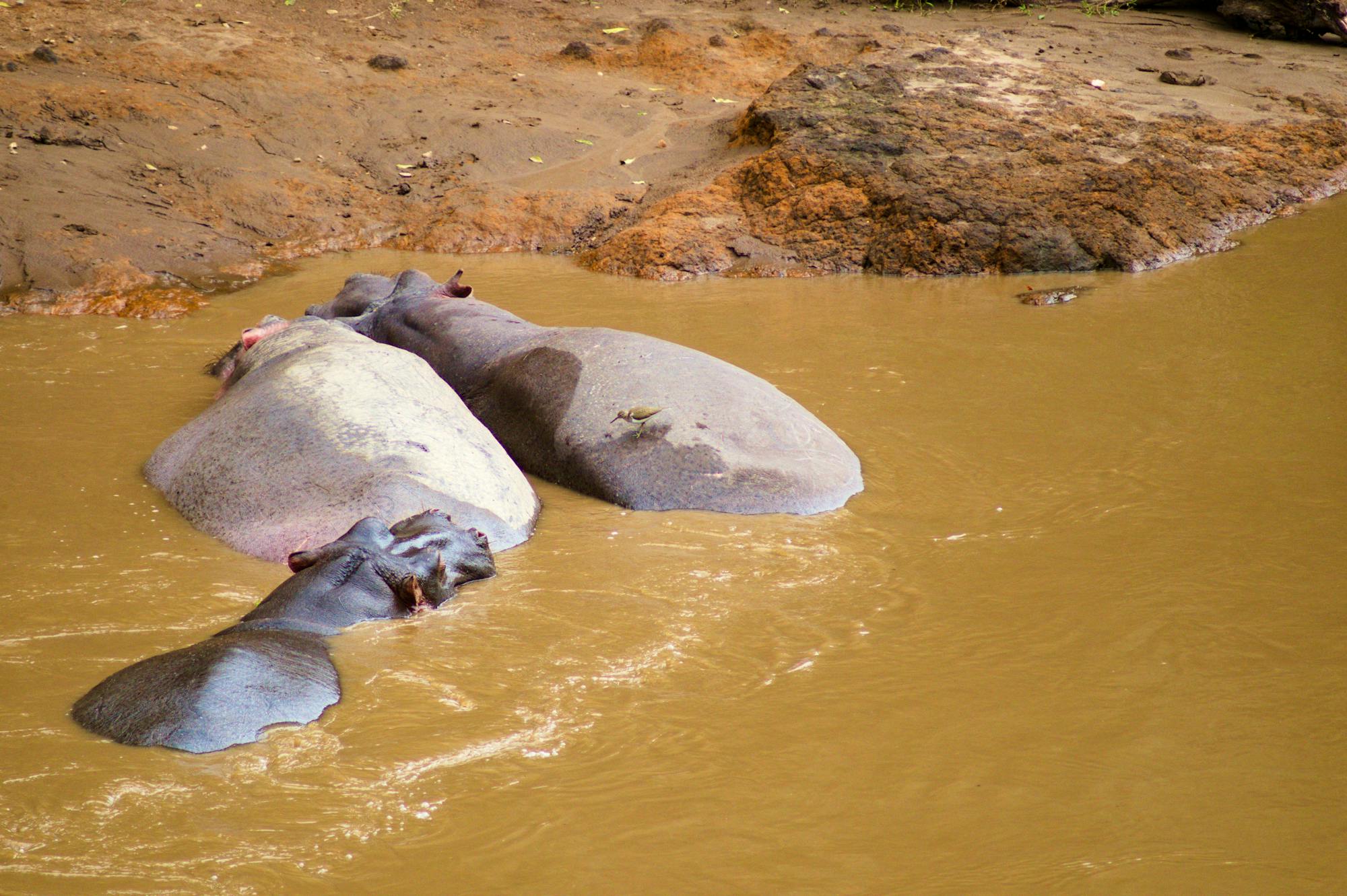 Hippos