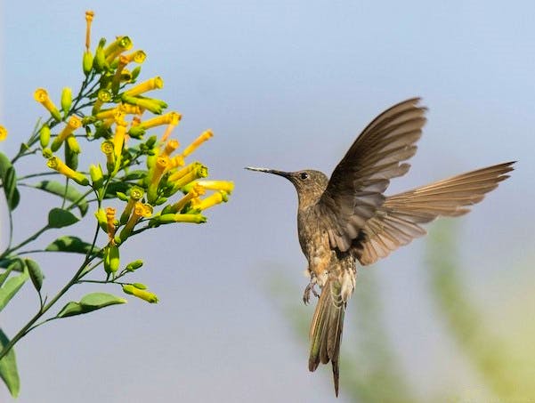 luis-figueroa-giant-hummingbird-peru