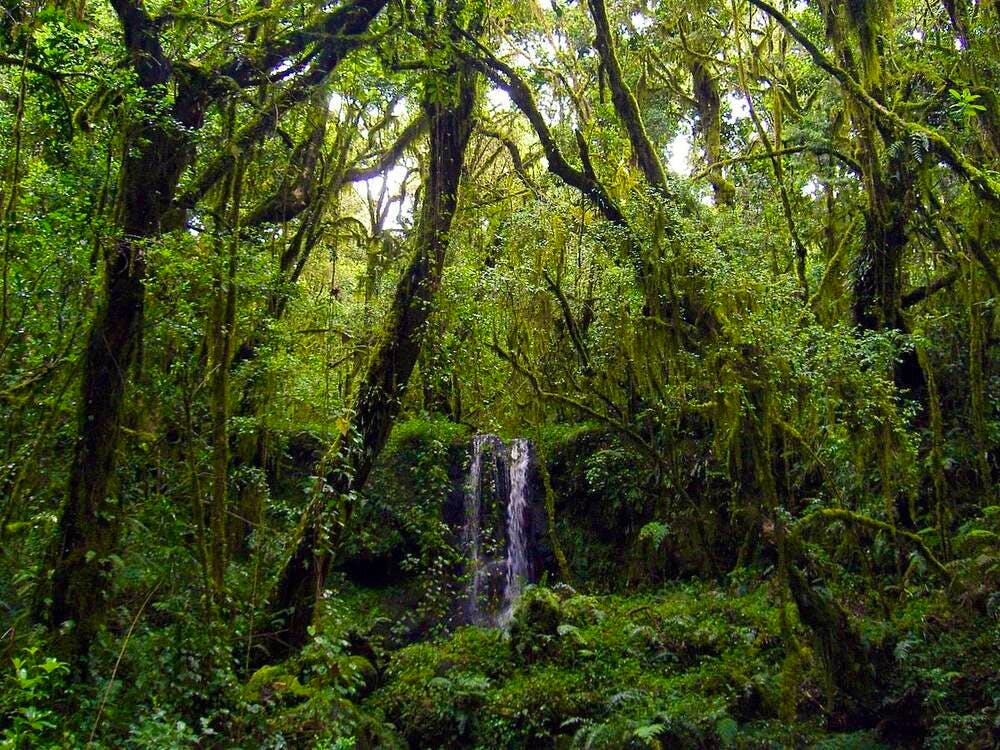 Rainforest on Kili
