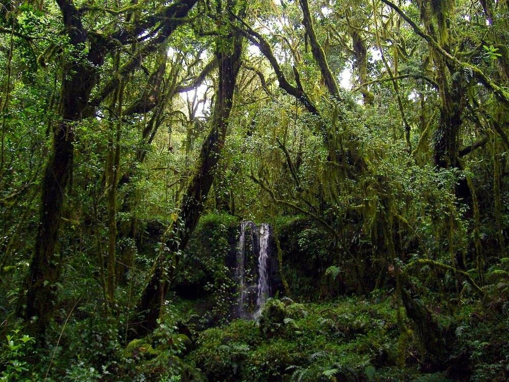 Rainforest on Kili