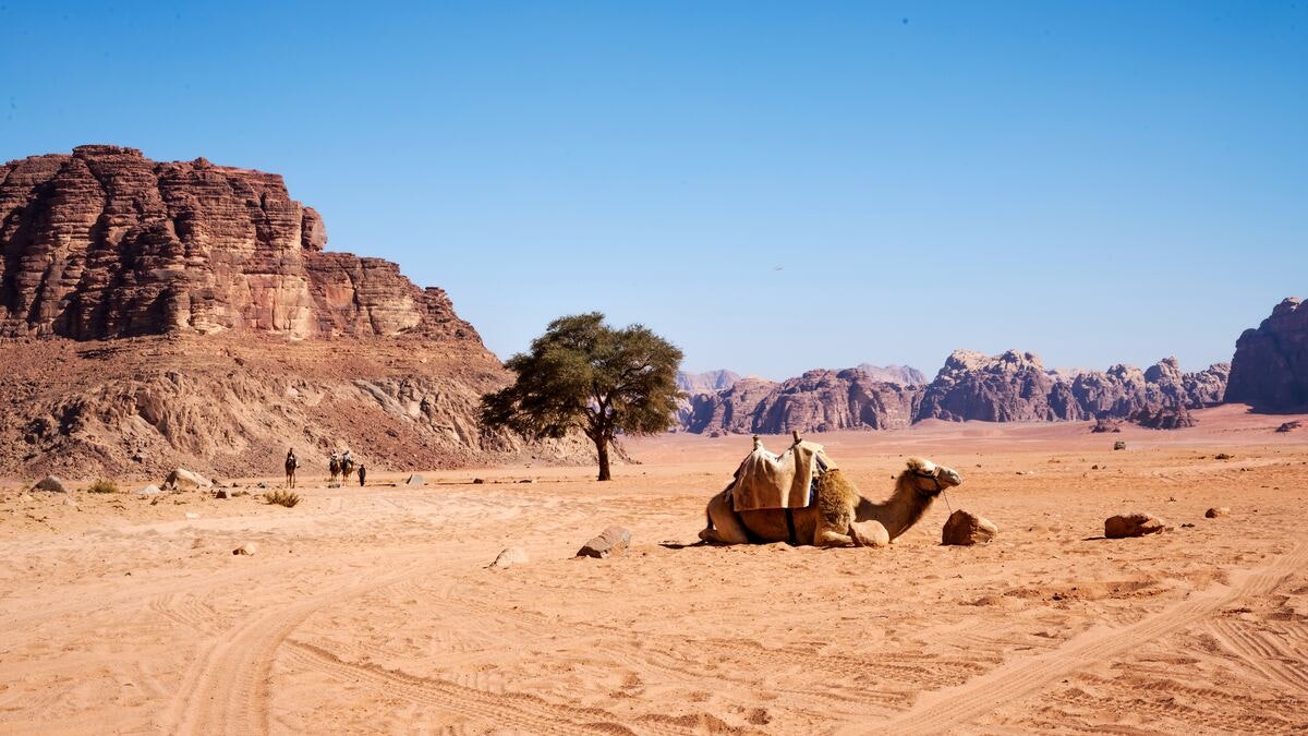 wadi rum camels