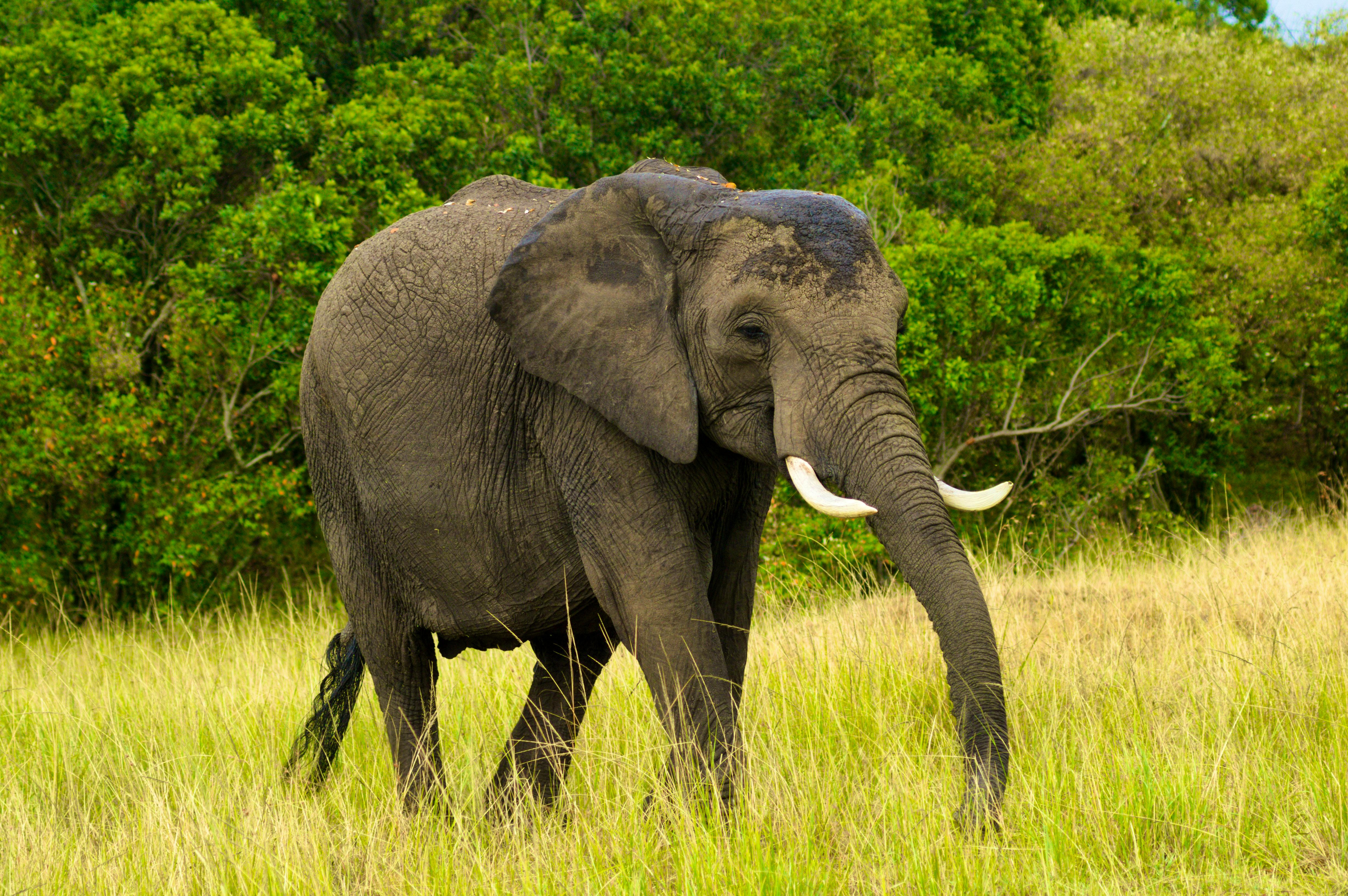 Tarangire elephant.