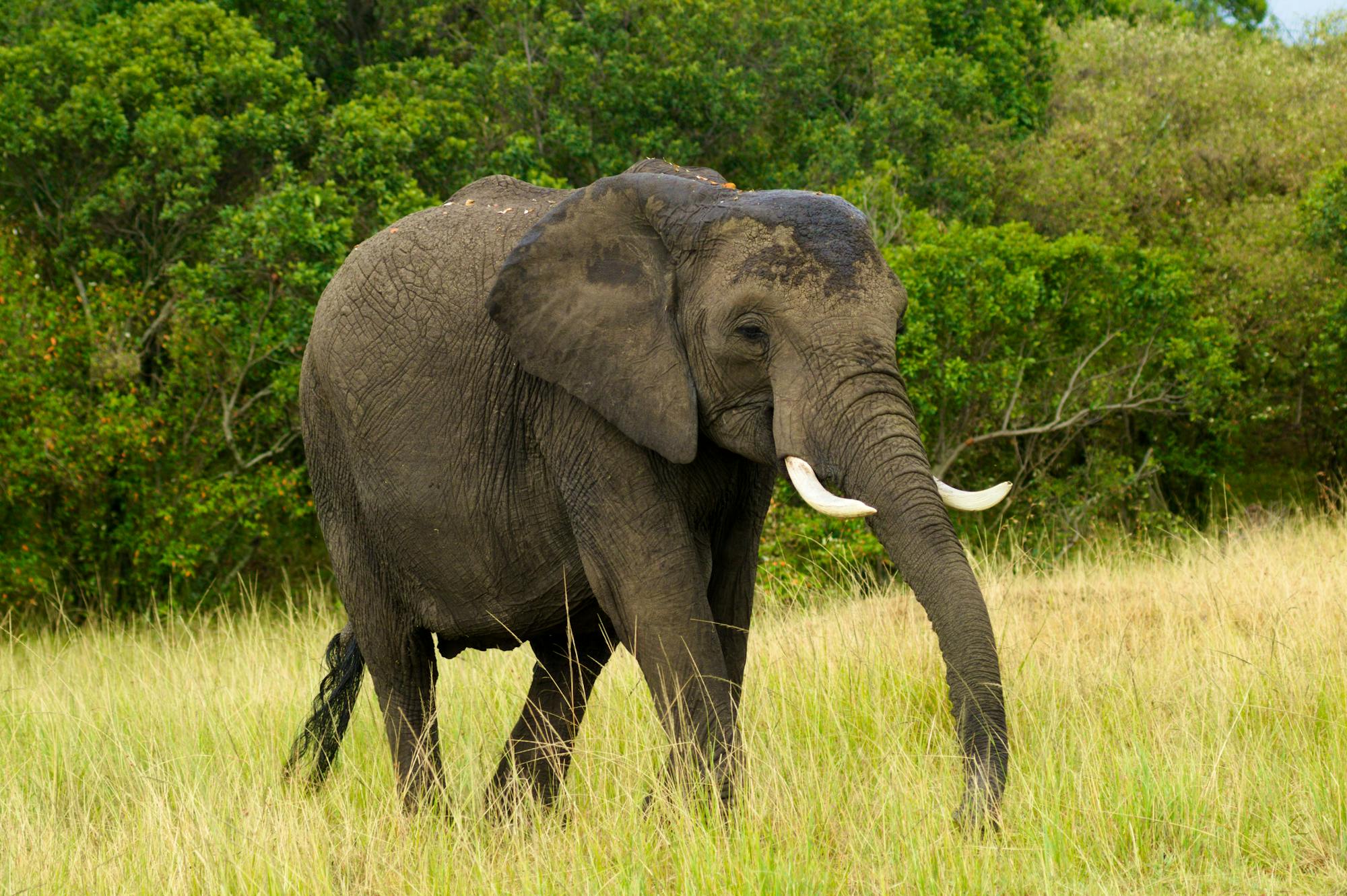 Tarangire elephant.