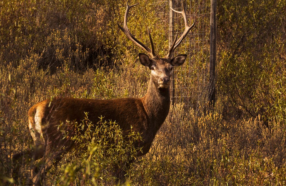 Monfragüe National Park