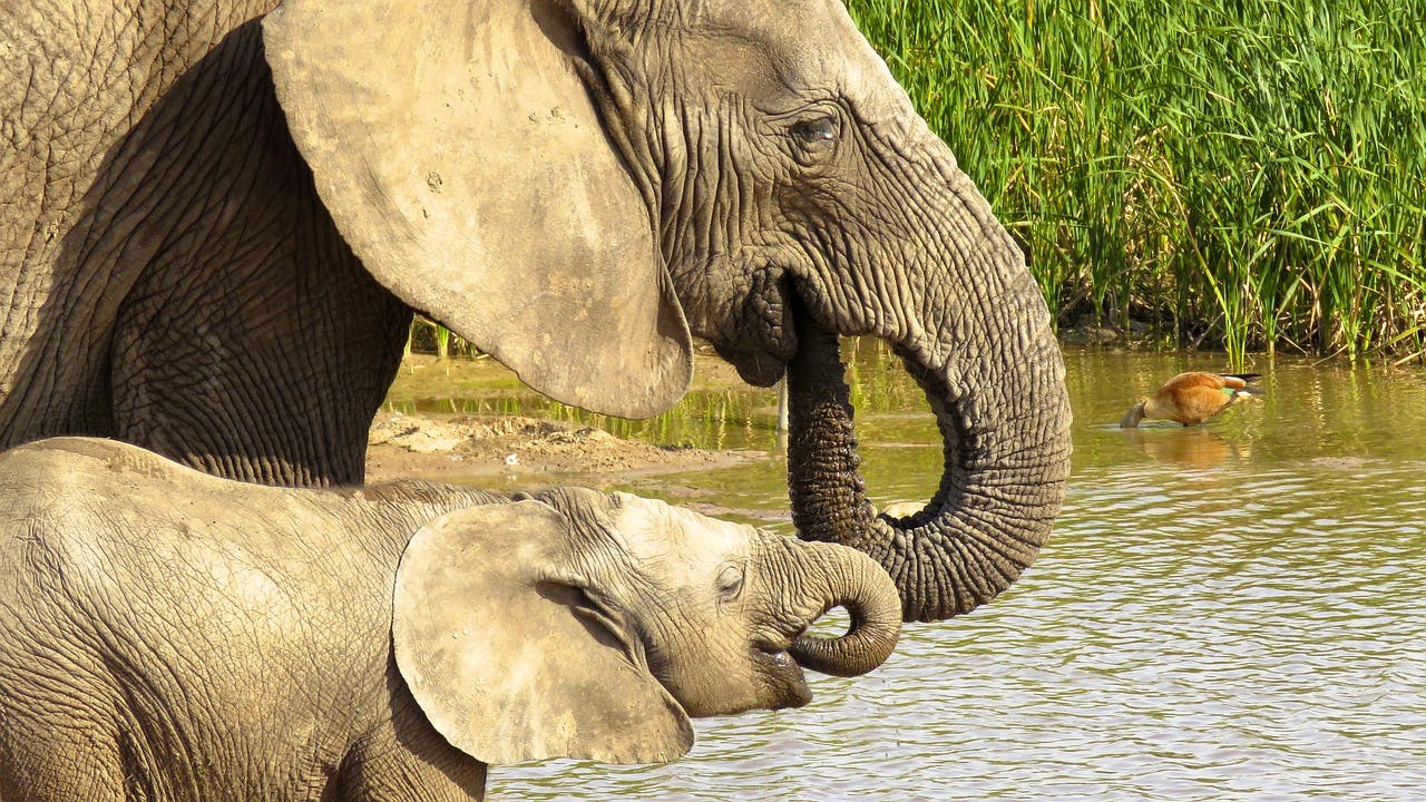 pixabay - Elephants in Addo Elephant Park.