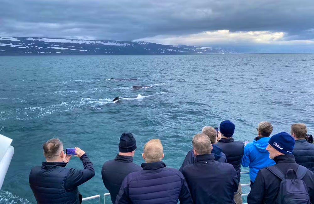 Whales Iceland