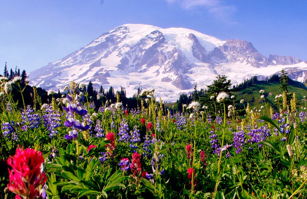 Mount Rainier Summit