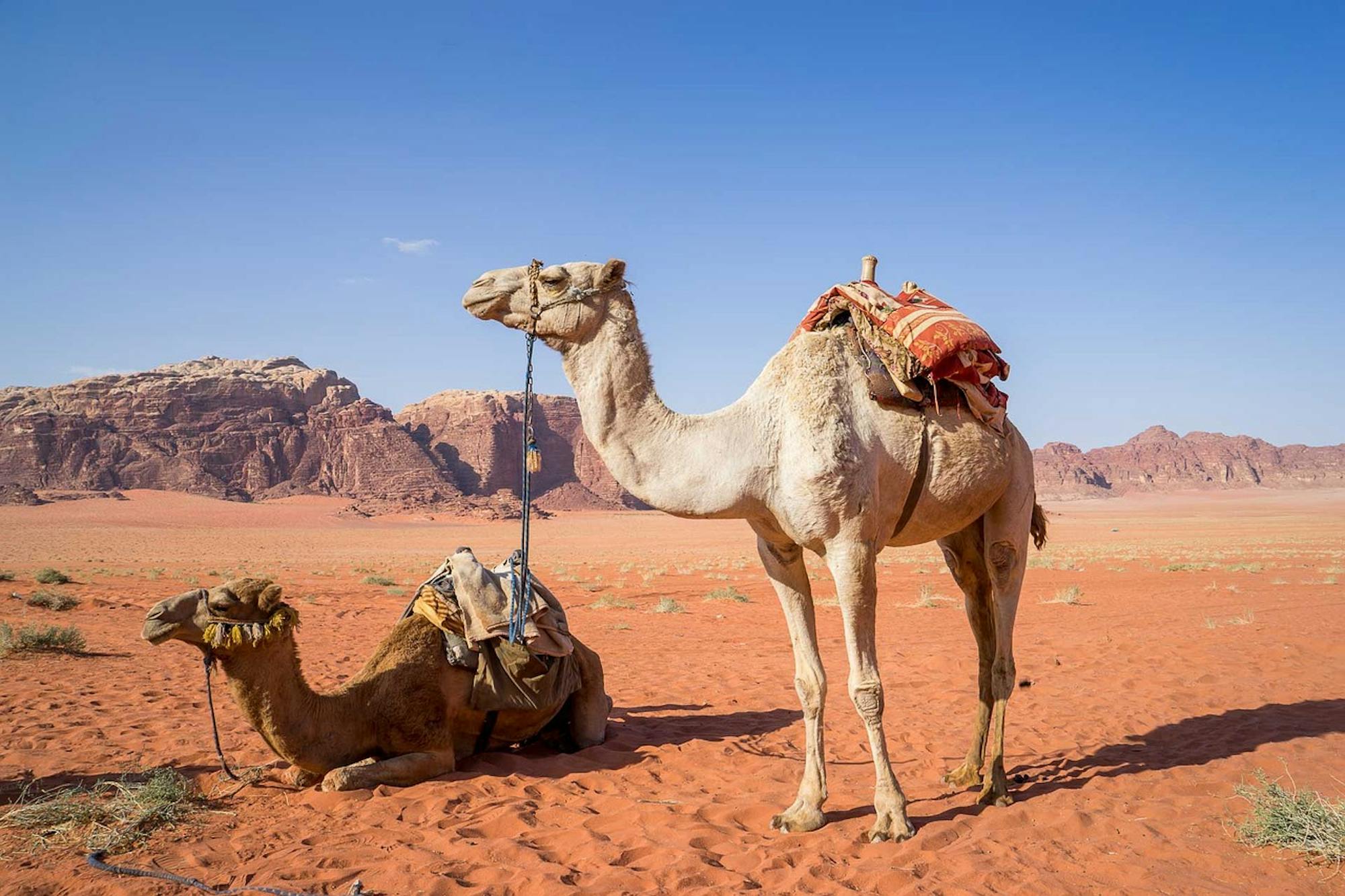 pixabay-judithscharnowski-camel-in-wadi-rum-desert