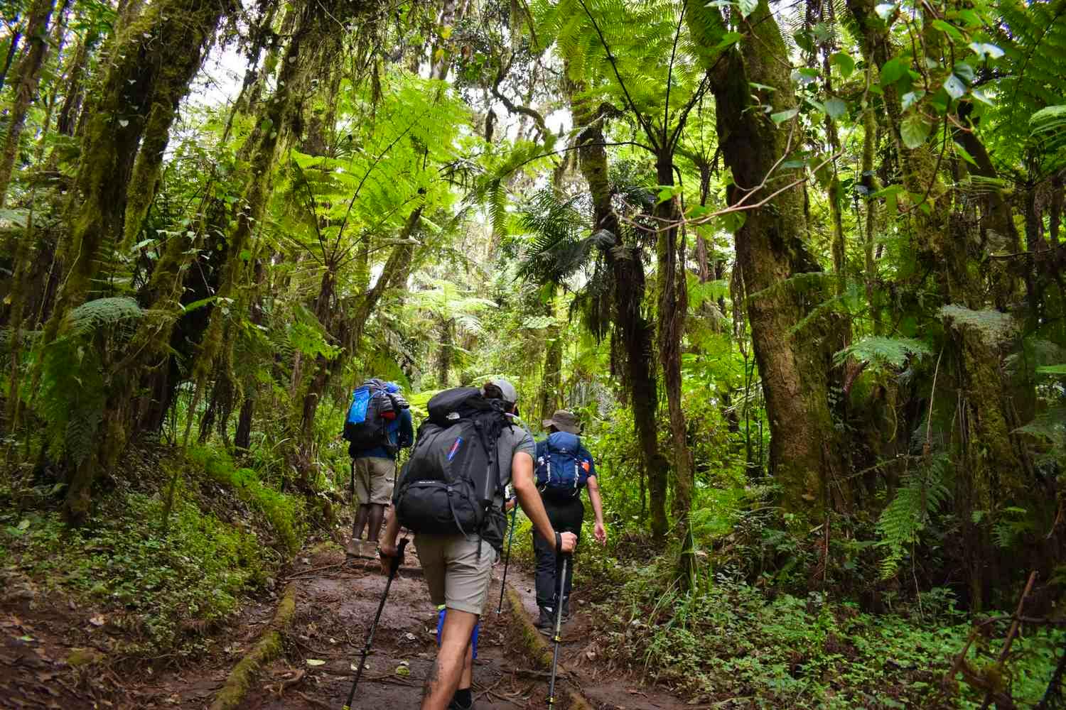 rainforest to Machame