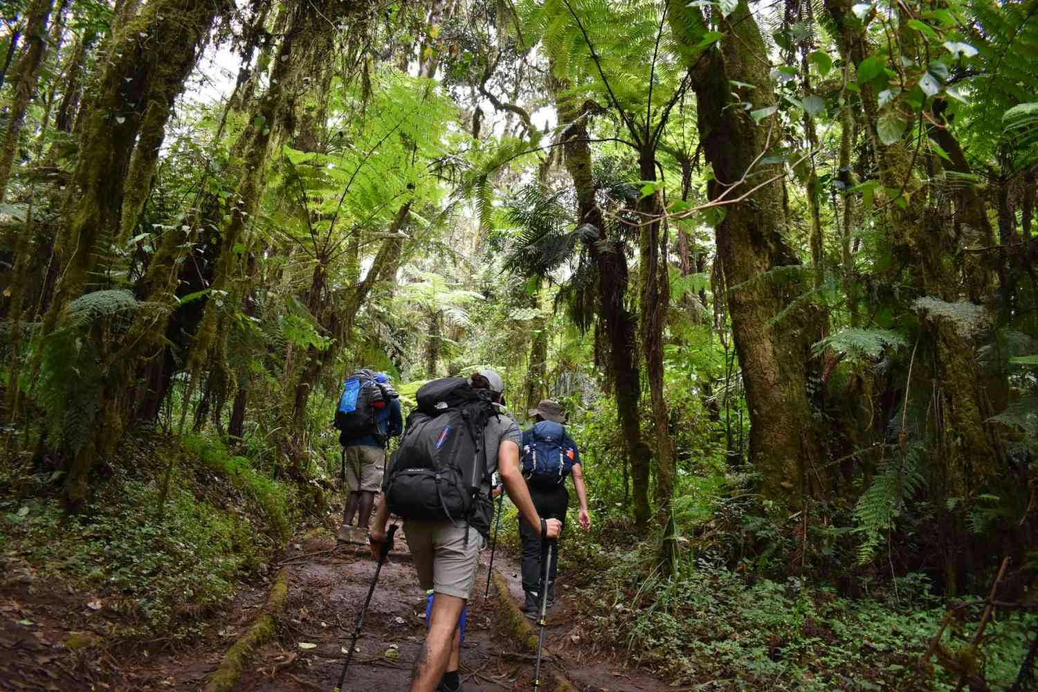 rainforest to Machame