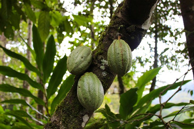 pixabay-taugustine-coca-tree