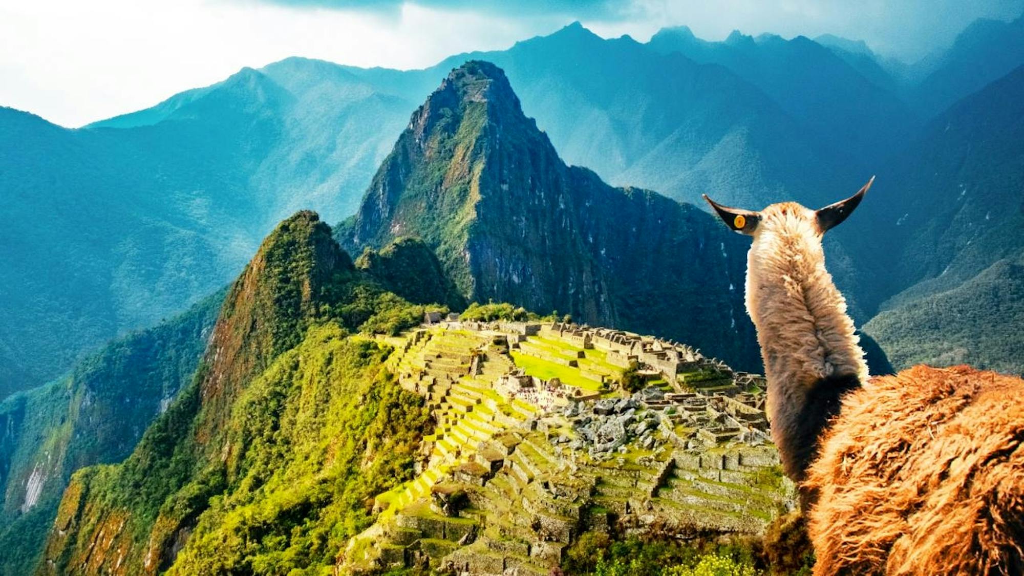 lllama standing along lares trek