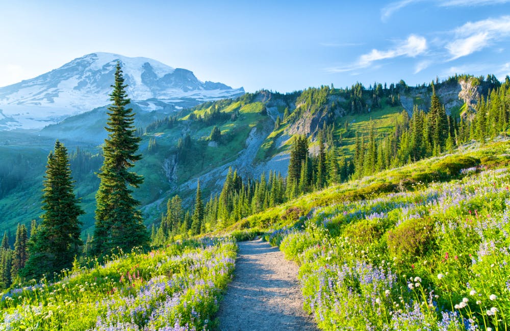 The Skyline Trail