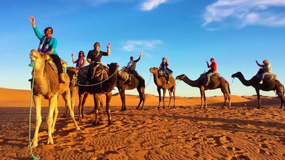 camels 