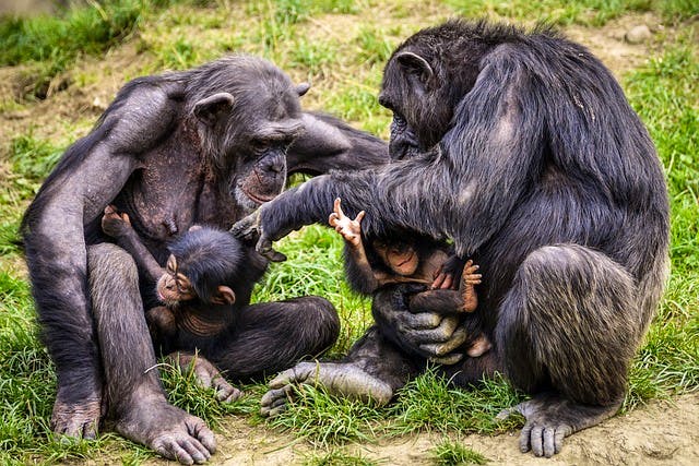 pixabay-165106-chimpanzees