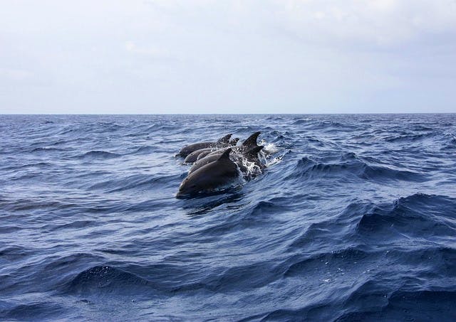 pixabay-gillag-dolphins