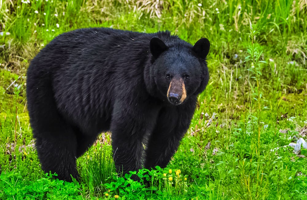 Black Bear