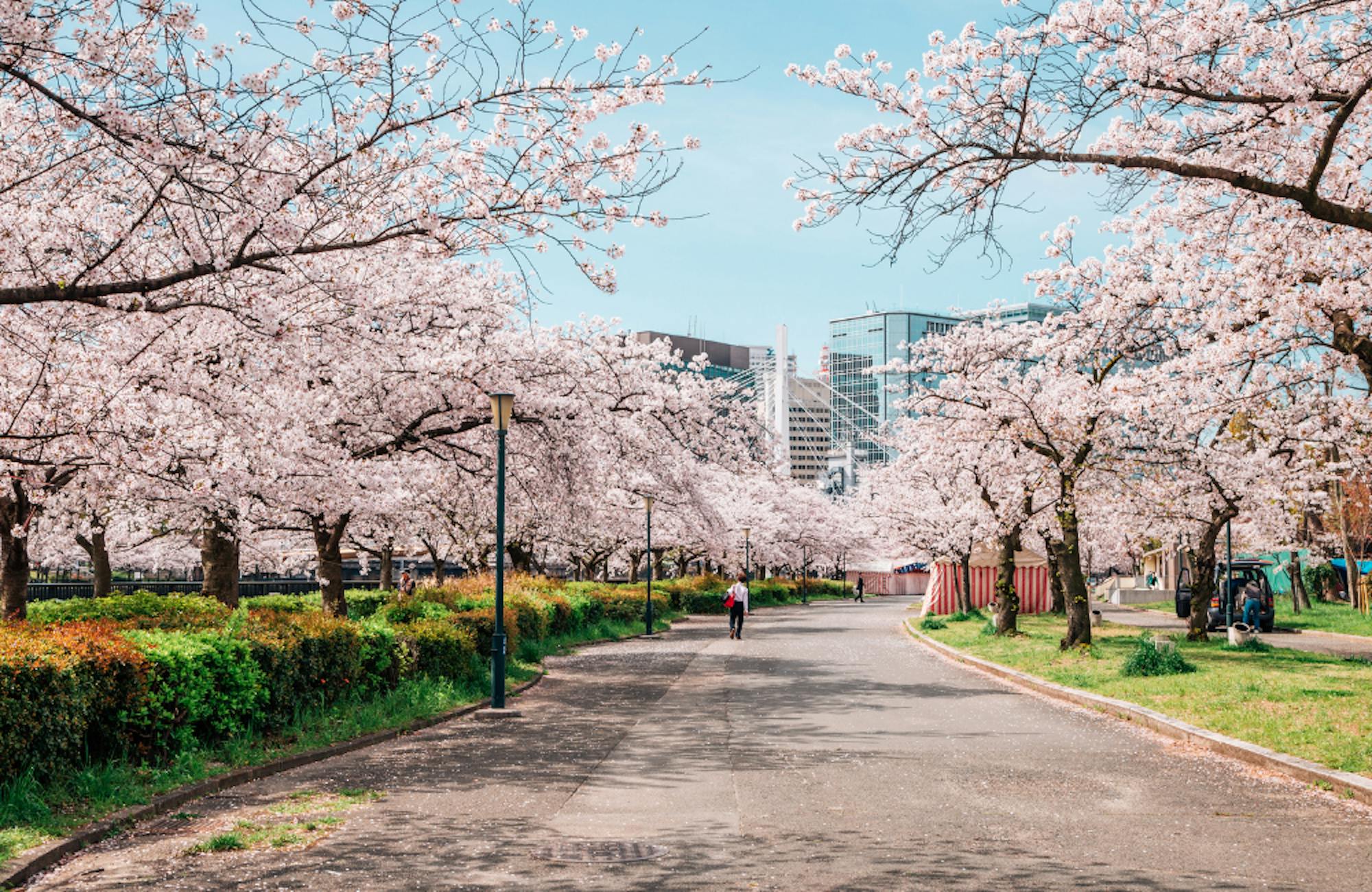 Witness the Cherry Blossom Season in Japan