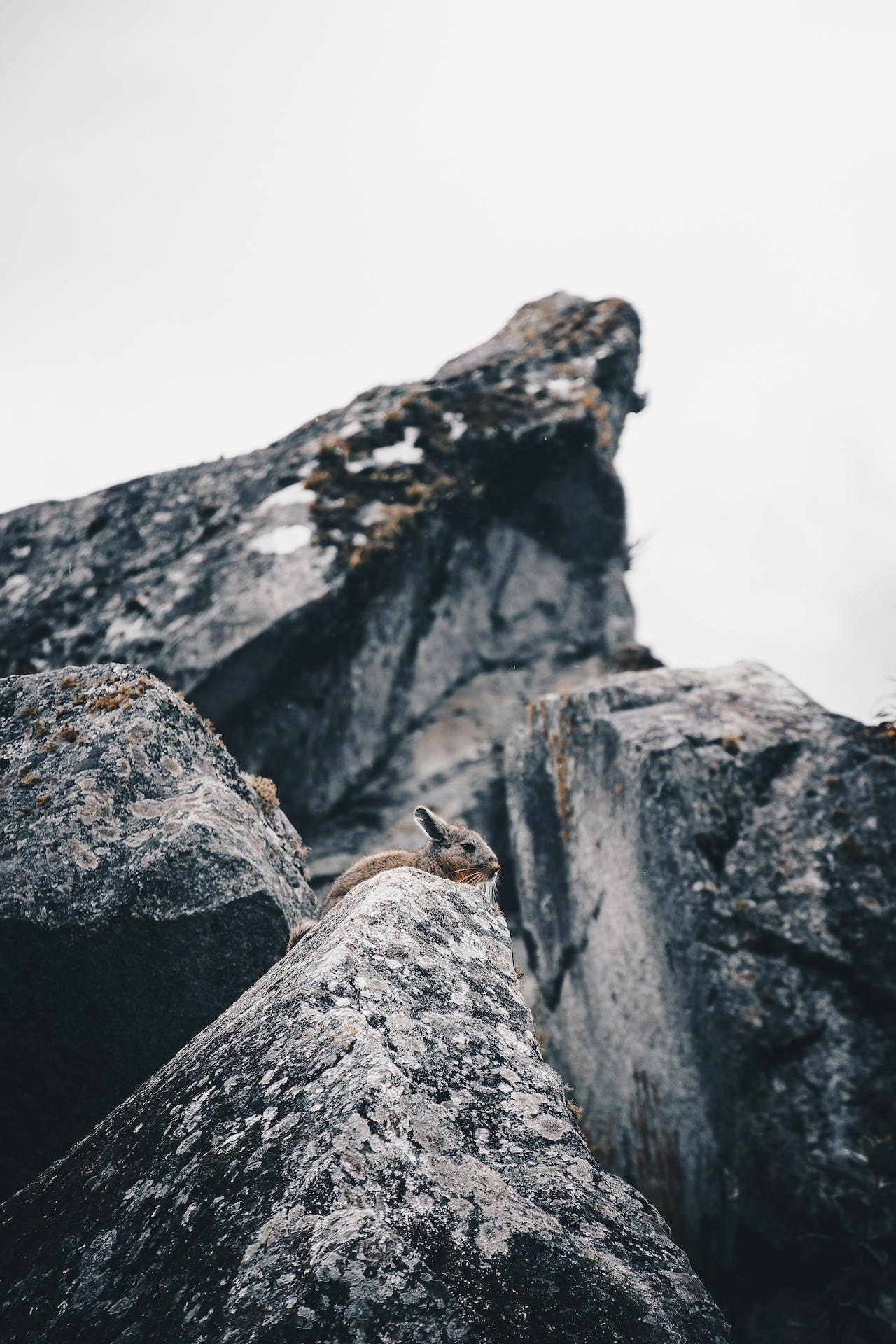 pexels-everson-vera-cervantes-vizcachas-peru
